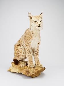 smf_nmn_xxx_nm01-1997-0001_001_s