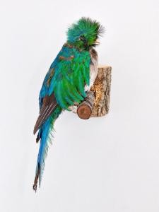 smf_nmn_xxx_nm02-1745a_001_s